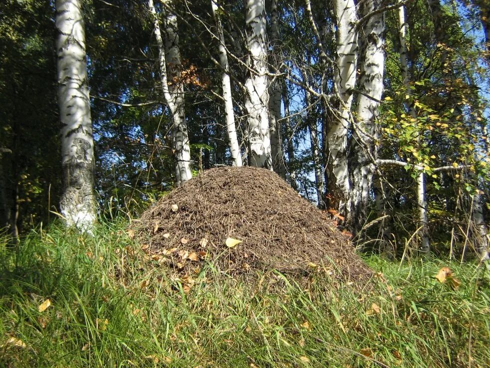 Сторона муравейника. Муравейник в Заварзино Томск. Муравейник в лесу. Муравейник в лесу летом. Большие муравейники в лесу.