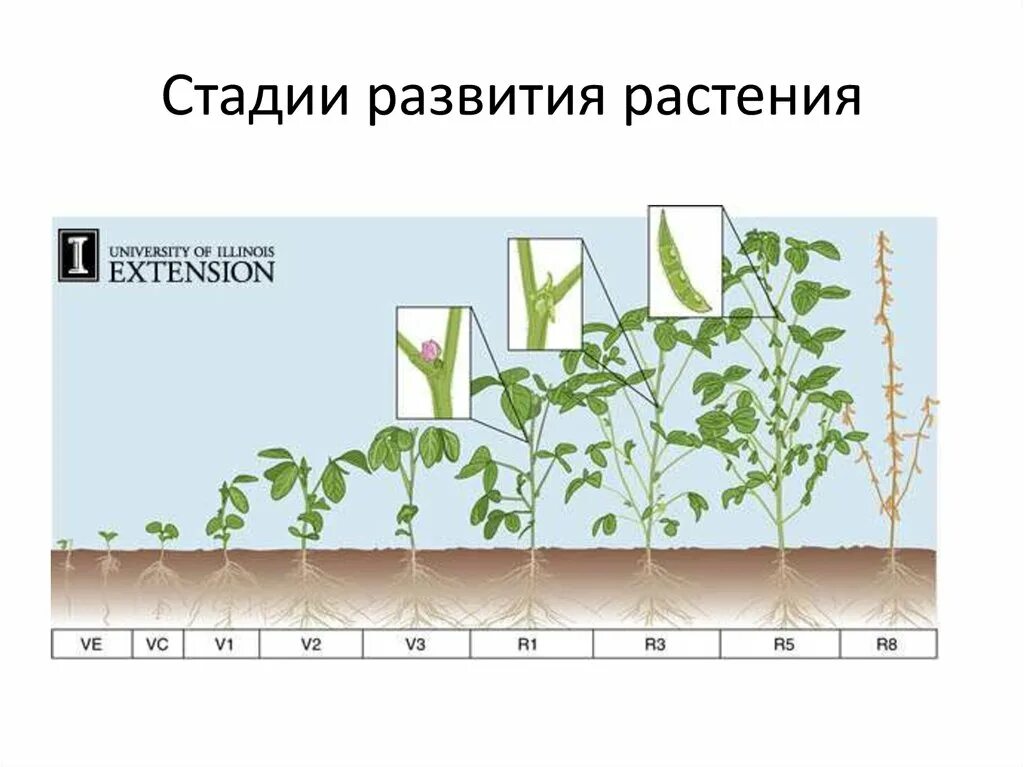 Стадии созревания гороха. Фазы развития гороха. Фаза бутонизации гороха. Стадии роста и развития гороха.