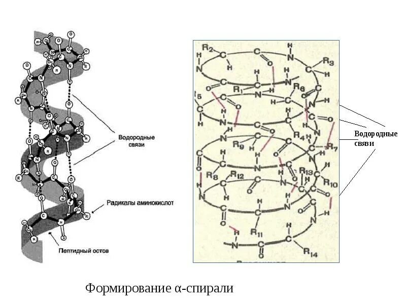 Белково водородные связи. Бета спираль вторичной структуры белка. Альфа и бета спираль вторичной структуры белка. Альфа спираль вторичной структуры белка. Бета структура белка водородные связи.