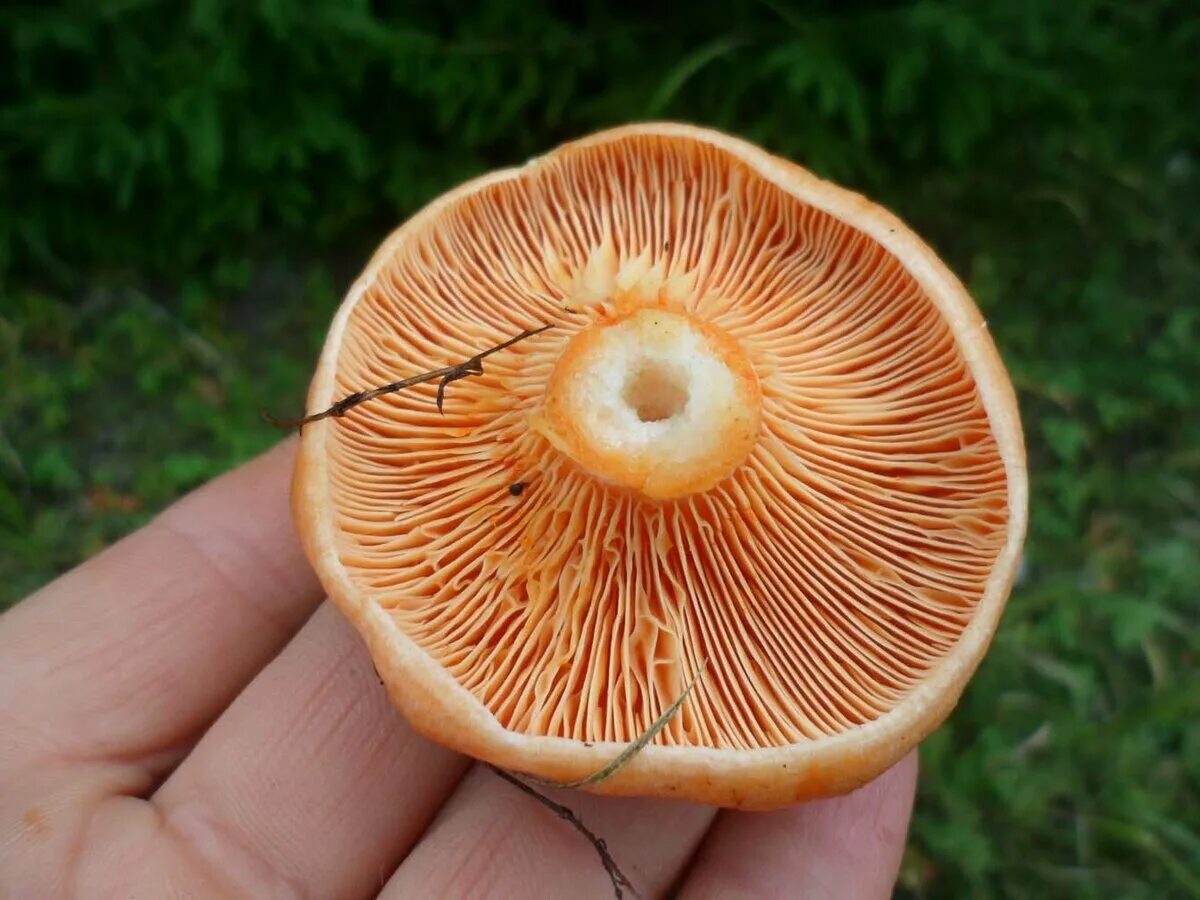 Рыжик Сосновый/Боровой (Lactarius deliciosus);. Рыжики грибы Царский гриб. Королевский Рыжик. Рыжики пластинчатые грибы.