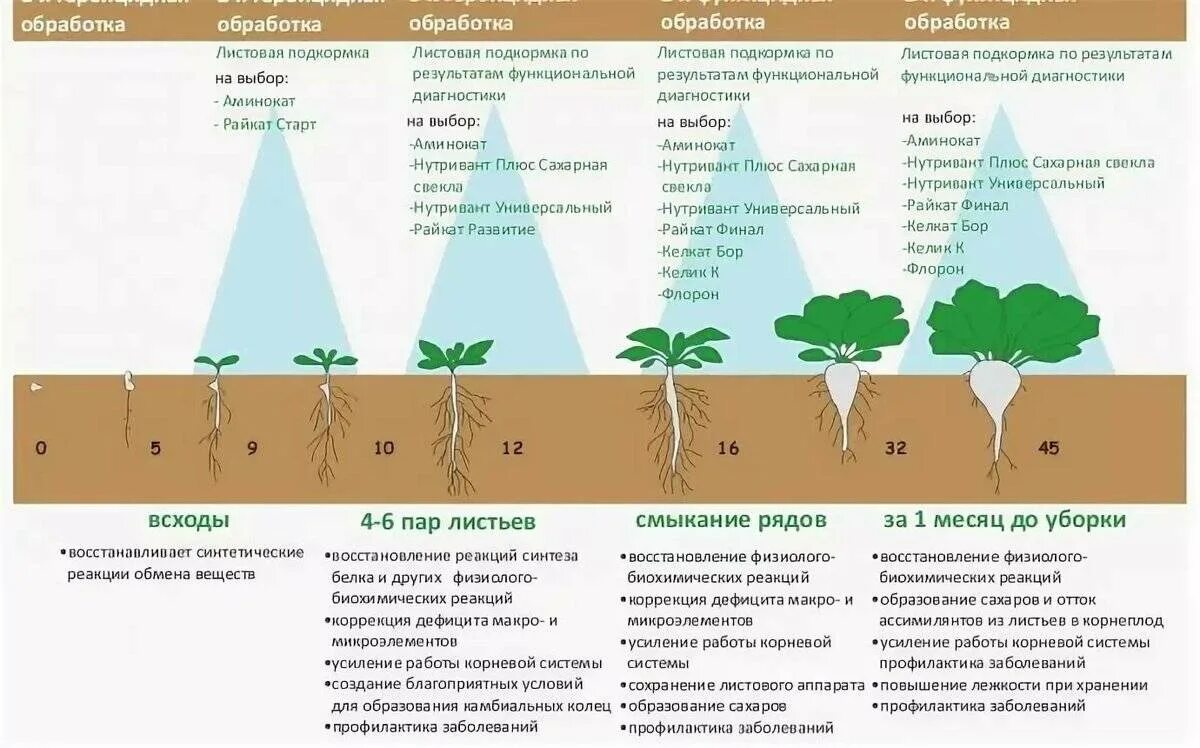 Фазы развития сахарной свеклы схема. Схема посева свеклы сахарной свеклы. Схема листовой подкормки сахарной свеклы. Схема посева кормовой свеклы.