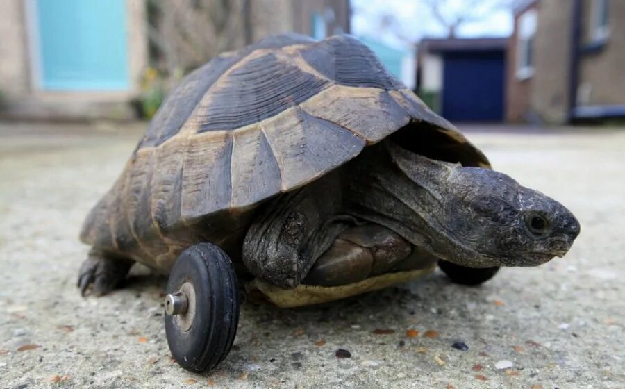змеевидная черепаха. черепаха вместо. черепаха для детей. среднеазиатская красноухая черепаха. черепаха вместо.