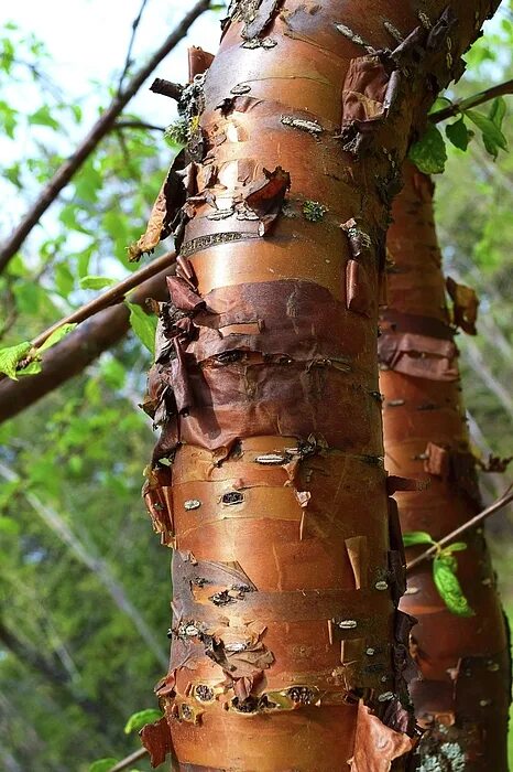 Red birch Clayton Shonkwiler Flickr