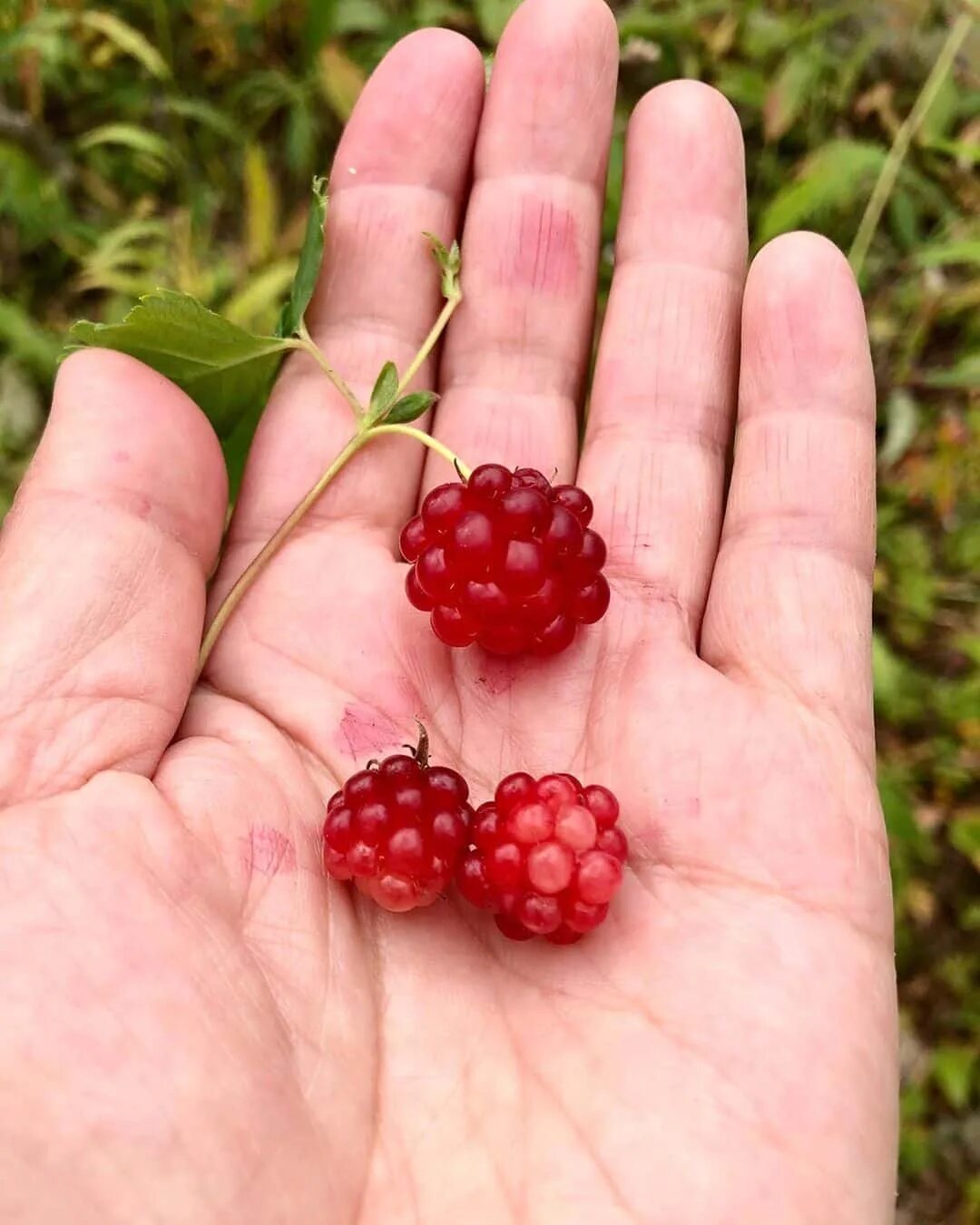 княженика ягода. княженика ягода. малина арктическая княженика. лесная ягода княженика. арктическая малина.