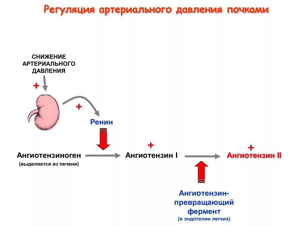 Регуляция давления почками. Регуляция ад почками. Роль почек в регуляции артериального давления. Ренин в почках. Центр регуляции кровяного давления