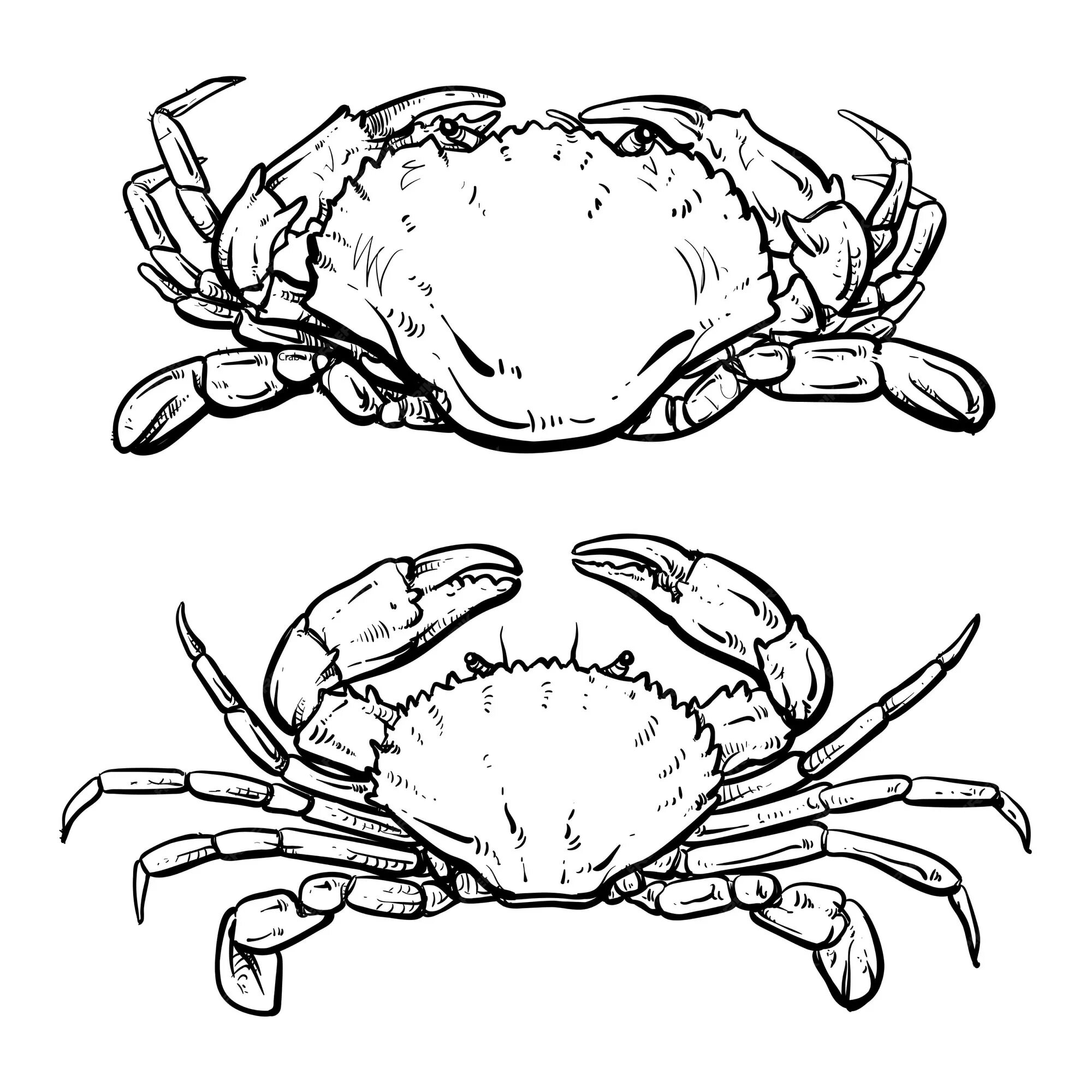 Краб чертеж. Краб рисунок. Краб раскраска. Краб эскиз. Краб тату эскиз.