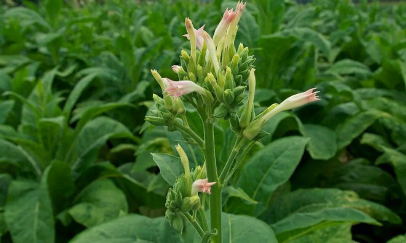 Табак махорка (Nicotiana Rustica l.). Никотиана табакум. Растения Nicotiana. Махорка растение.