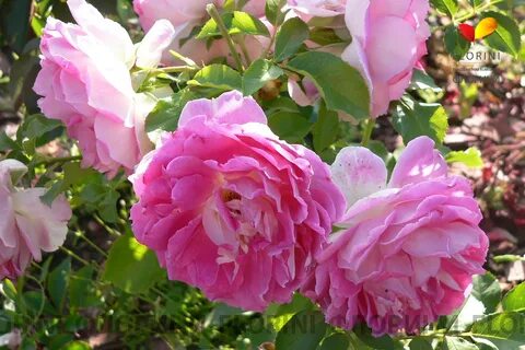 Passion rose