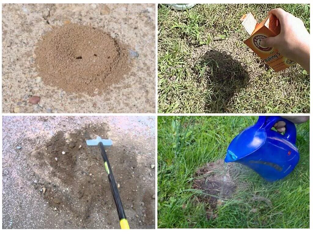 Средство от муравьёв на участке. Избавляемся от муравьев в огороде. Средство от муравьёв в огороде. Ловушки для муравьев в огороде.