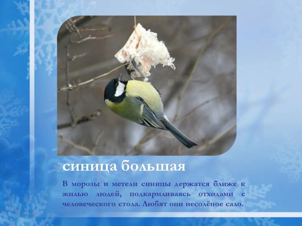 Как зимой помочь птицам 1 класс окружающий. Синица в мороз. синички любят сало. синицы любят сало. синица большая окружающий мир.