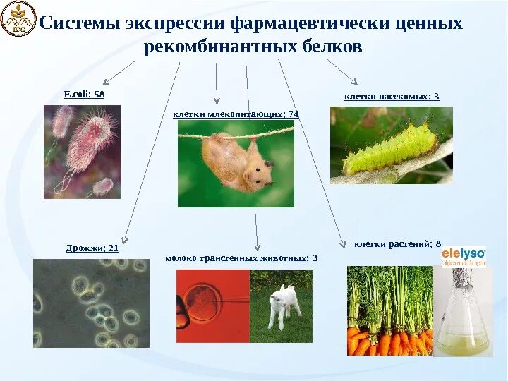 Системы экспрессии. Экспрессии «белка молодости» р53. Понятие дифференциальной экспрессии. Системы экспрессии белка. Системы экспрессии.