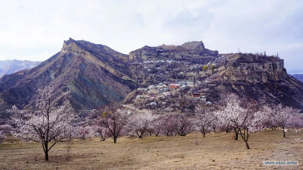 Погода в горном на апрель. Дагестан горы апрель. Гуниб в апреле. Природа в Дагестане в апреле.