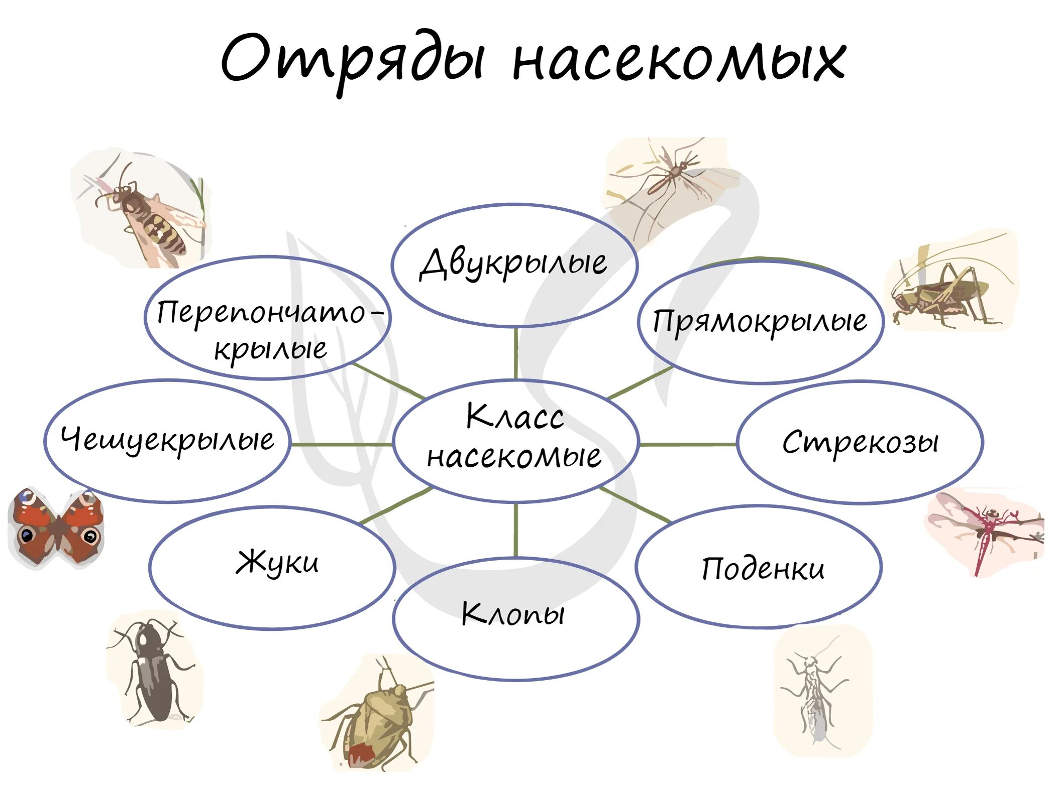 Особенности групп насекомые. Типы развития насекомых отряды насекомых. Систематика насекомых 7 класс биология. Схема отряды насекомых 7 класс. Класс насекомые 7 класс биологии отряды представители.