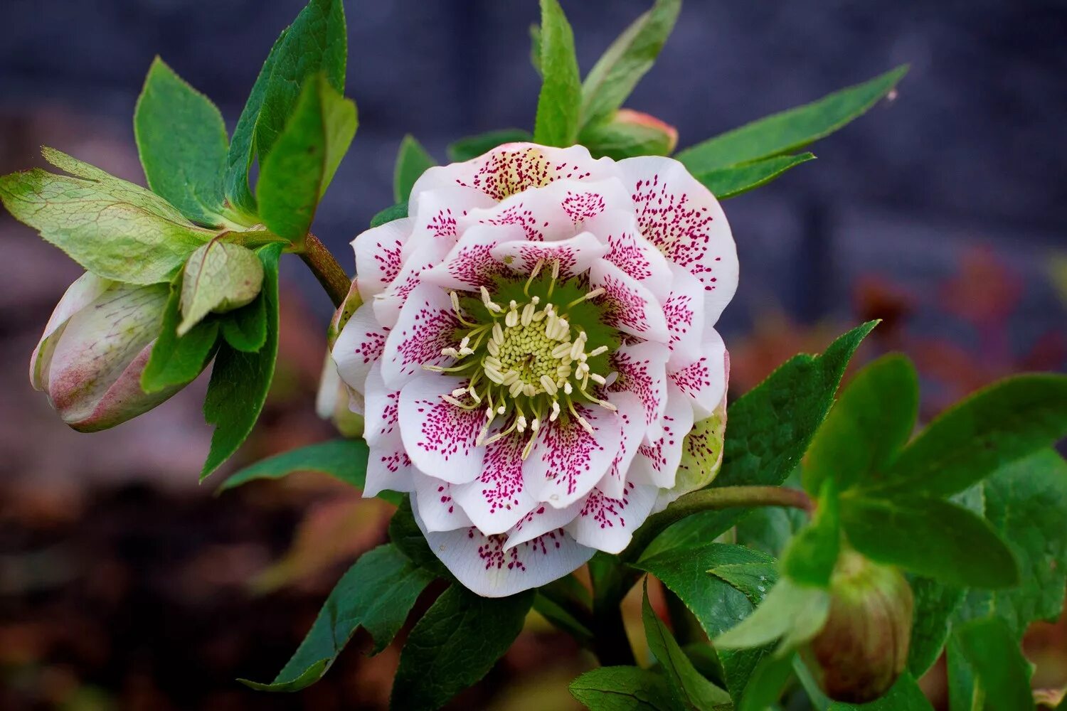 Морозник авито. Морозник геллеборус. морозник helleborus. морозник (геллеборус, helleborus). морозник восточный.