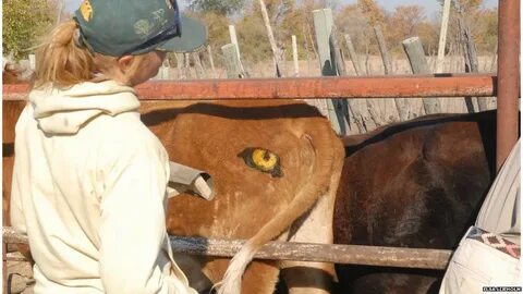 Зачем коровам крутят хвосты