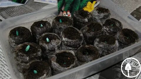 Как вырастить рассаду огурцов в торфяных таблетках - Голос роз