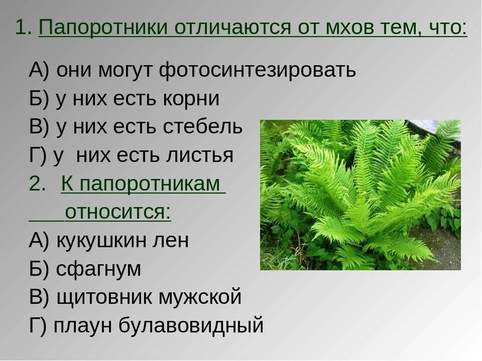 Приведите по три примера растений папоротники. Отличия мхов от папоротниковидных. Папоротник мхи плауны сфагнум. Различия мхов и папоротников. Отличие папоротников от мхов.