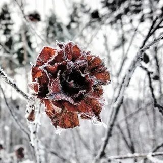 Snow bells