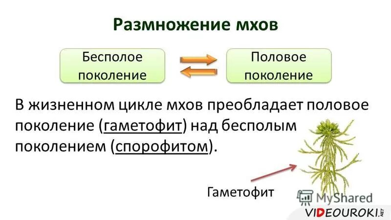 Бесполое и половое поколение растений