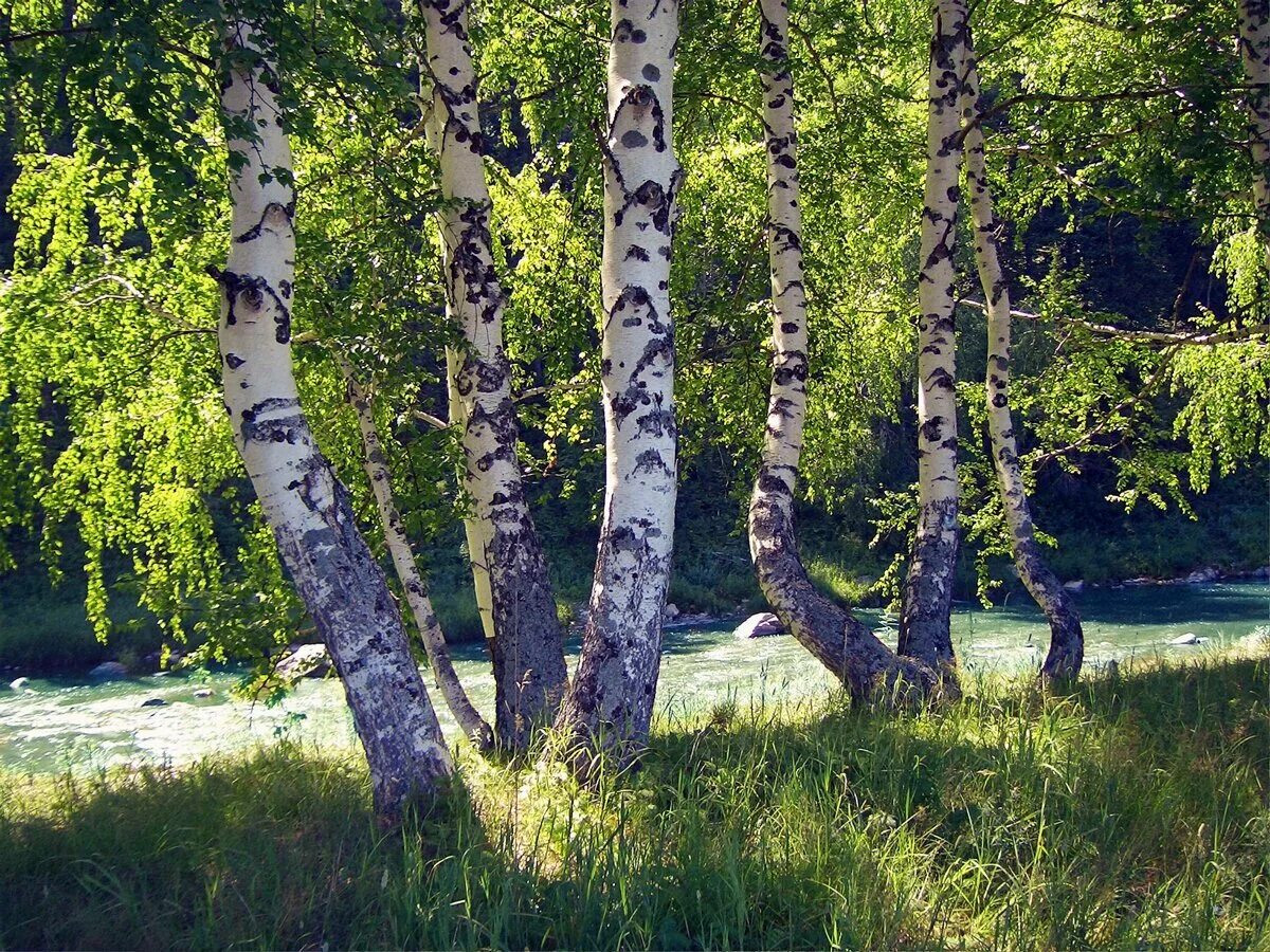 Русские березы минус