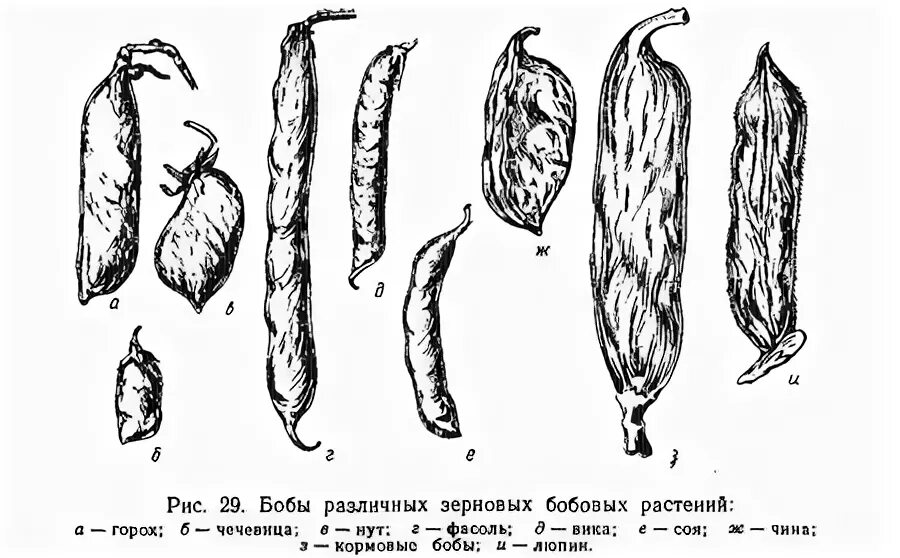 Название плода бобовых. Строение плода бобовых. строение боба гороха. строение боба зернобобовых культур. плод бобовых растений.