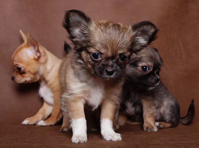 чихуахуа кобби длинношерстный. чихуахуа щенок длинношерстный шоколадный. чихуахуа длинношерстные мини 2 месяца. щенки чихуа длинношерстная. чау хуа длинношерстная.