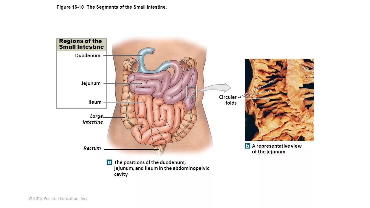 The duodenum is called so its length