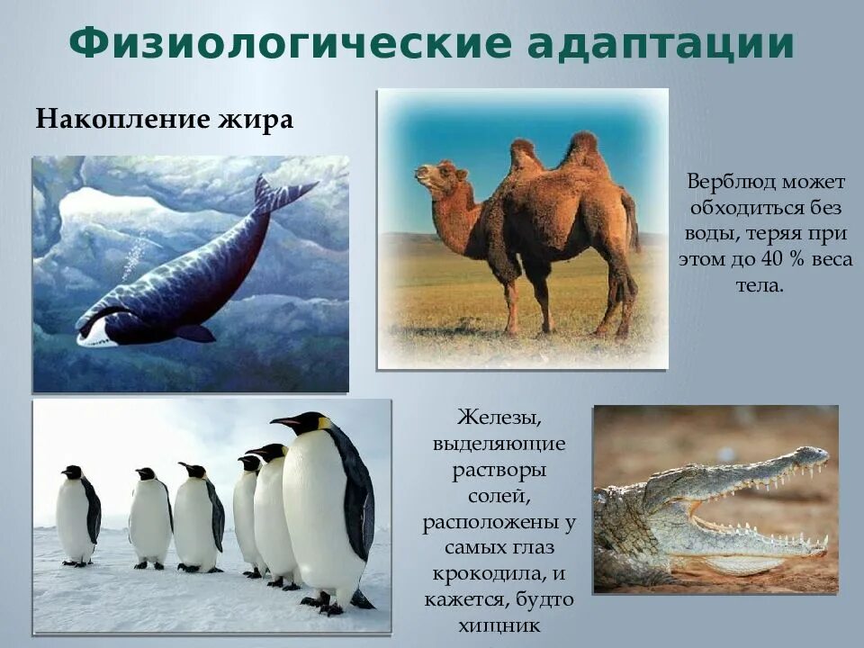 Физиологические адаптации накопление жира. Физиологическая адаптация приспособленности. Приспособленность организмов физиологическая адаптация. Физиологическая адаптация у животных биология.