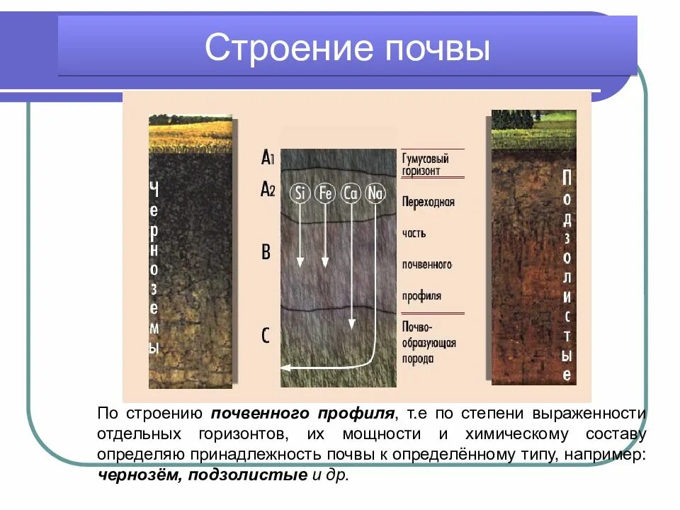 Чем определяется разнообразие почв. Строение почвы почвенные горизонты. структура почв россии. структура почвы почвенные горизонты. строение почвенного профиля.