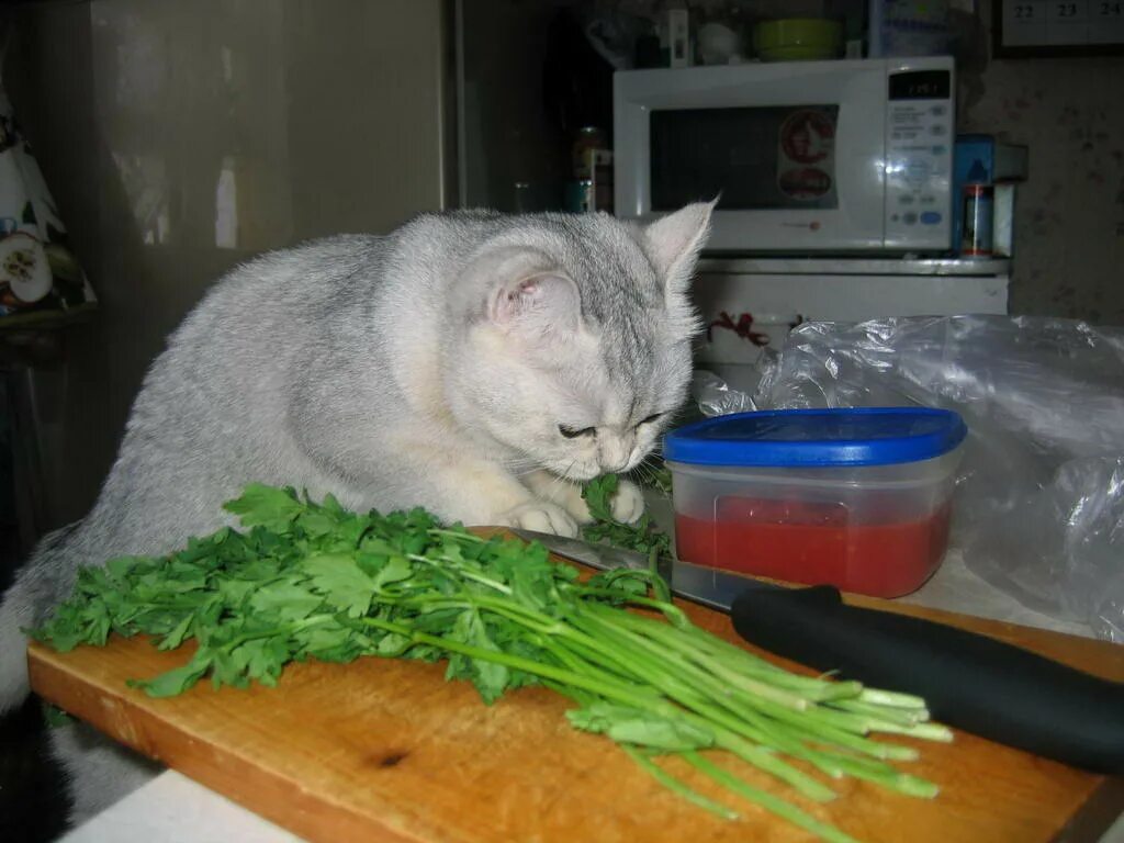 Кошка готовит. Салат котик. Кот с салатом. Коты едят салат. Варят кошек
