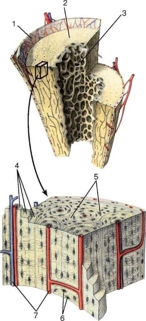 Микростроение кости. Микростроение трубчатой кости. Кровоснабжение костной ткани. Строение надкостницы.
