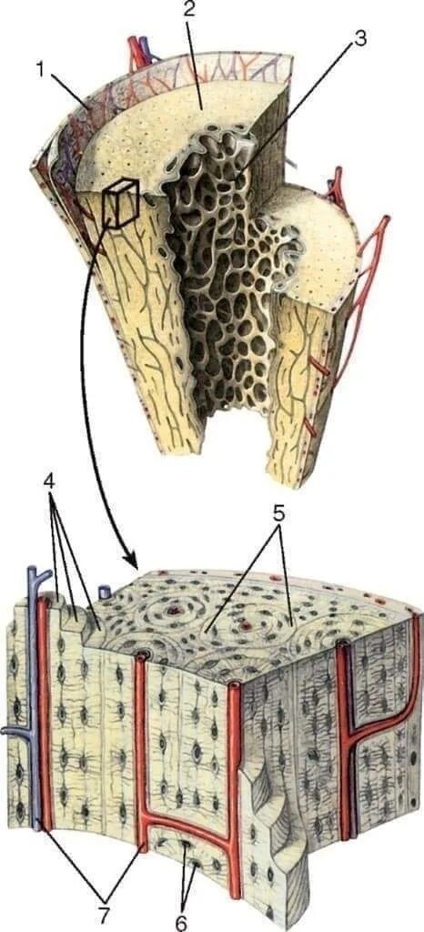 Какую функцию выполняет компактное вещество. Микростроение костей. Микростроение трубчатой кости. Кровоснабжение трубчатой кости. Кровоснабжение костной ткани.