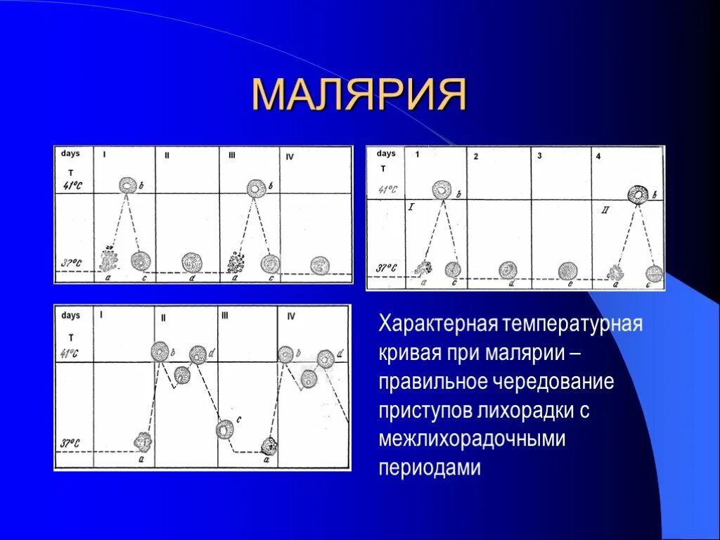 Малярия температурная кривая. Температурная кривая при малярии. Температурные кривые при малярии. Трехдневная малярия температурная кривая.