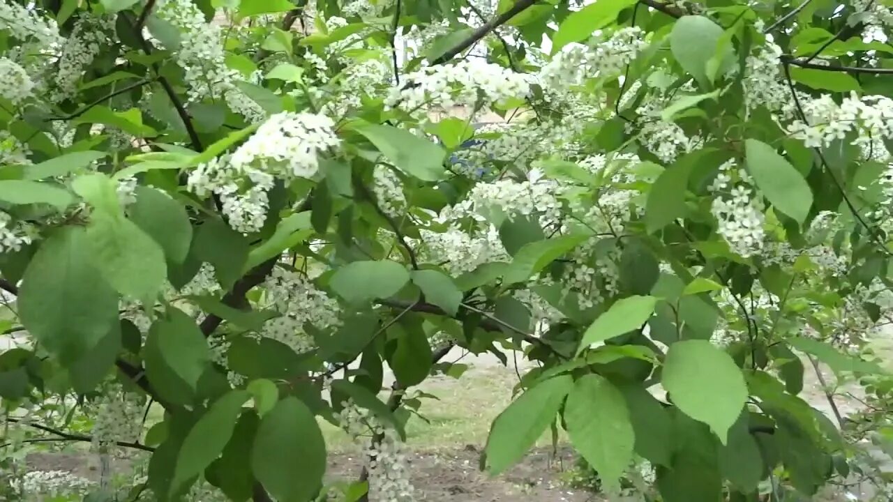 Почему холодно в мае когда цветет черемуха. Черёмуха цветёт к похолоданию. картинка цветет черемуха к похолоданию. цветёт черёмуха к похолоданию песня. черемуха похолодание.