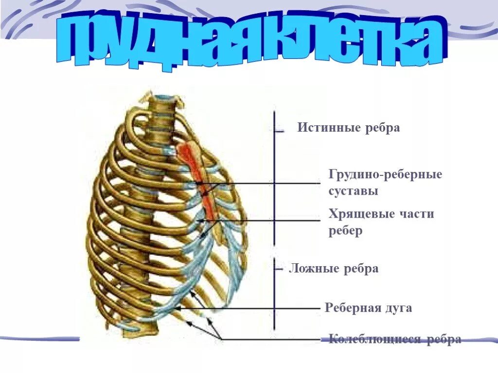 Хрящи 8-10 ребер. Реберная дуга анатомия человека. Строение грудной клетки ребра и Грудина их соединения. Истинные ложные и колеблющиеся ребра на грудной клетке.