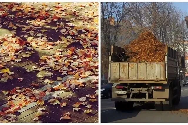 Вывезти листву. Вывезти листву