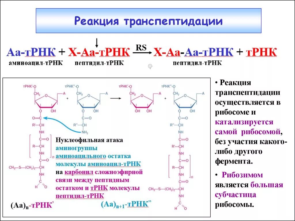 Соединение трнк с аминокислотой. Реакция транспептидирования. Реакция транспептидации в элонгации трансляции. Реакция транспептидации осуществляется. Транспептидазная реакция.