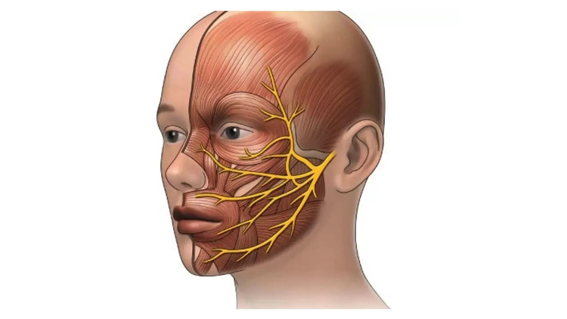 Лицевые нервы человека. Неврит лицевого нерва анатомия. Тройничный лицевой нерв. Невропатия тройничного нерва анатомия. Тройничный нерв анатомия.