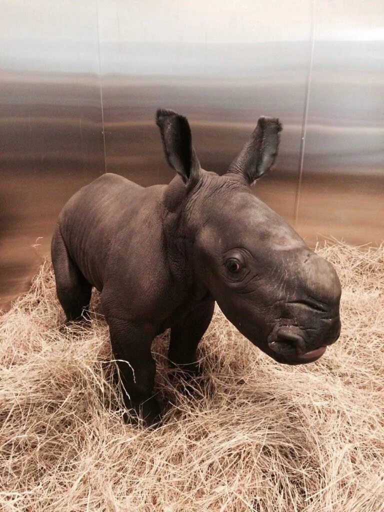 Носорог. Детеныш носорога. Интересные звери. Австралийский носорог.