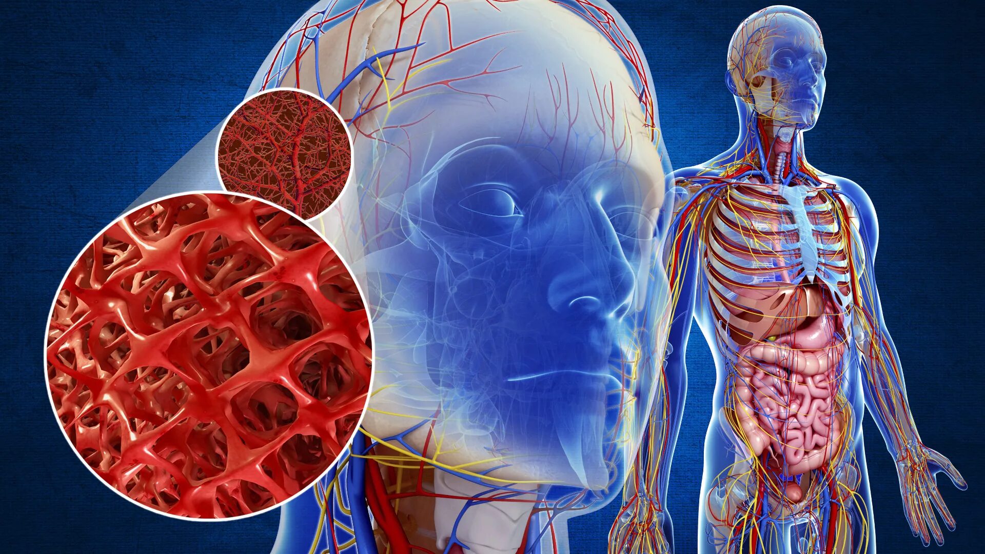 Биологическое в человеке дано ему. Биологическое в человеке. Биологическое и социальное начало в человеке. Биологическое в человеке дано ему. Человек биология.