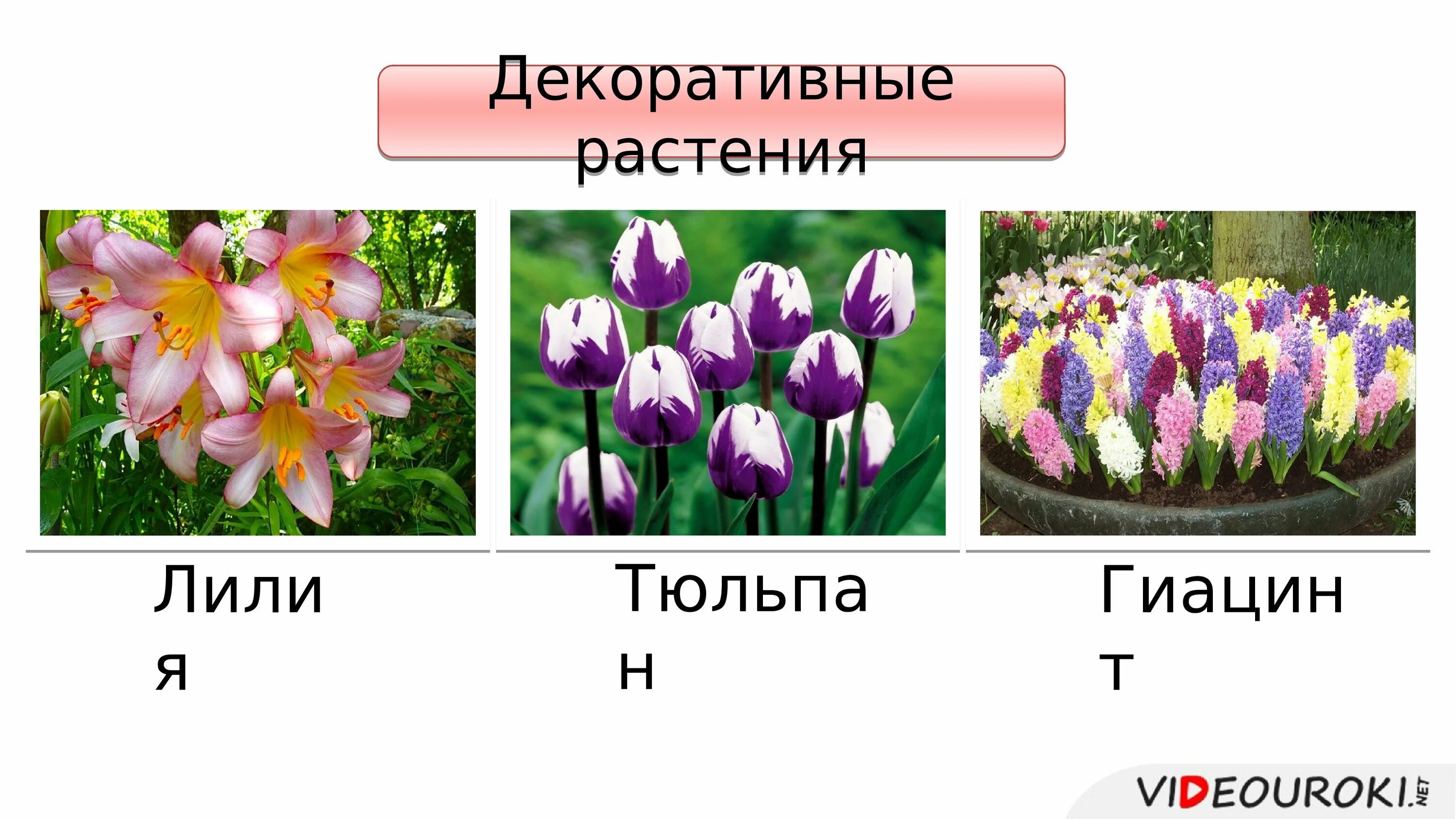 Растения семейства лилейных можно. Декоративные культуры семейства лилейных. Декоративные растения семейства Лилейные. Лилия семейство Лилейные класса Однодольные. Лилейные культурные растения.