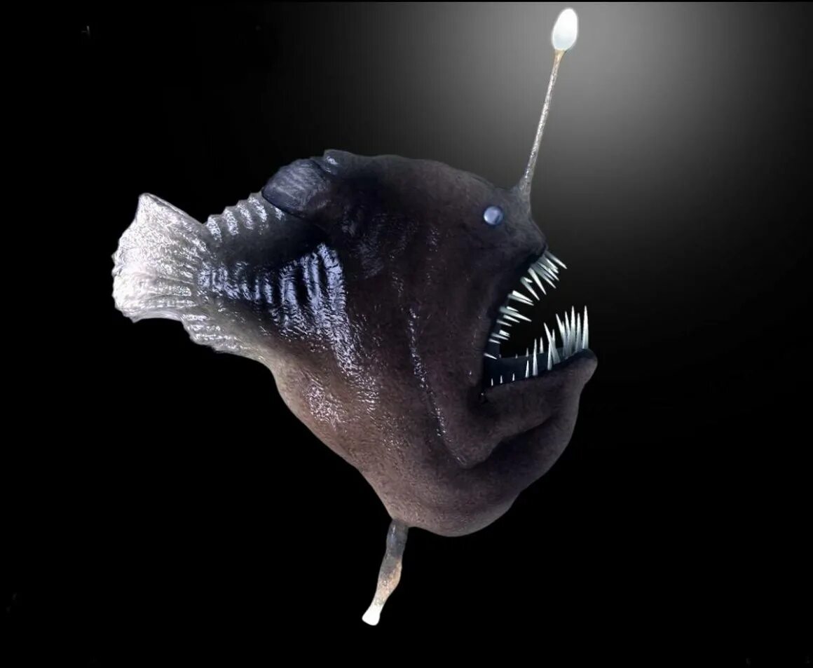 Светящиеся органы глубоководных рыб. Морской черт глубоководный удильщик. Рыба европейский удильщик. Морской черт удильщик. Рыба со светящимся.