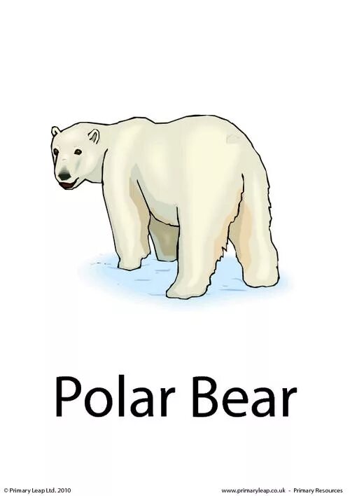 Polar Bear Flashcard. Белый медведь карточка для детей. Polar Bear Flashcards for Kids. Белый медведь надпись. Мишка перевести на английский