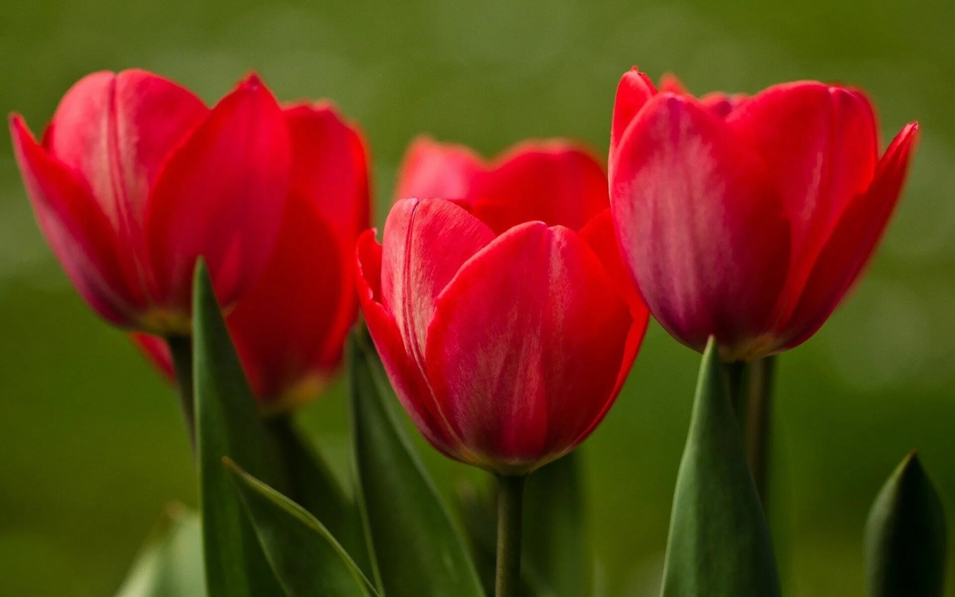 Покажи цветы тюльпаны. Тюльпан. Tulipa Jenny Butchard.