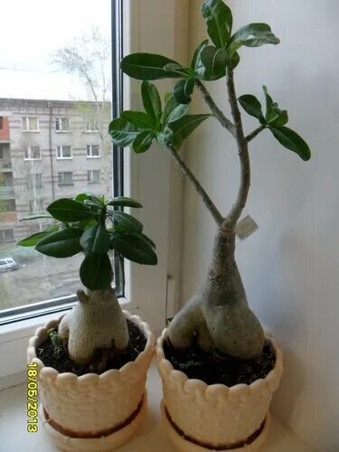 7 Adenium ideas adenium, desert rose plant, desert rose