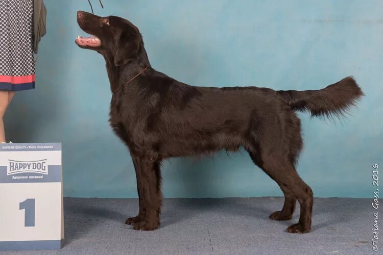 Прямошерстный ретривер питомник. Питомник краса. Питомник краса. Питомник краса. Питомник краса.