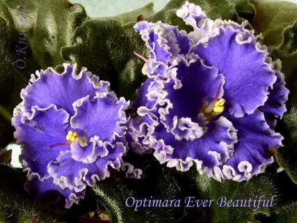 Ever beautiful