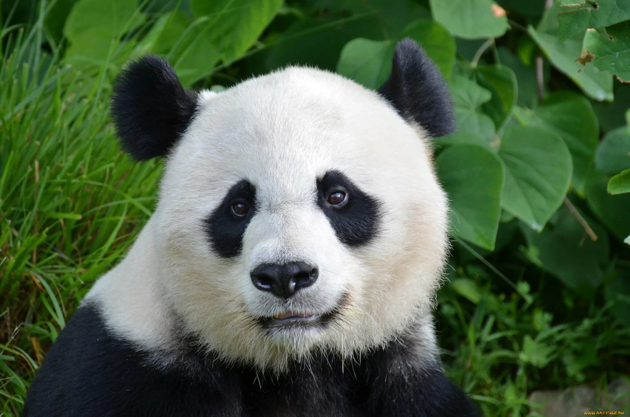 Медвежонок Панда. Очковая Панда. Панда Пандорис. Гигантская Панда. Большая панда медведь