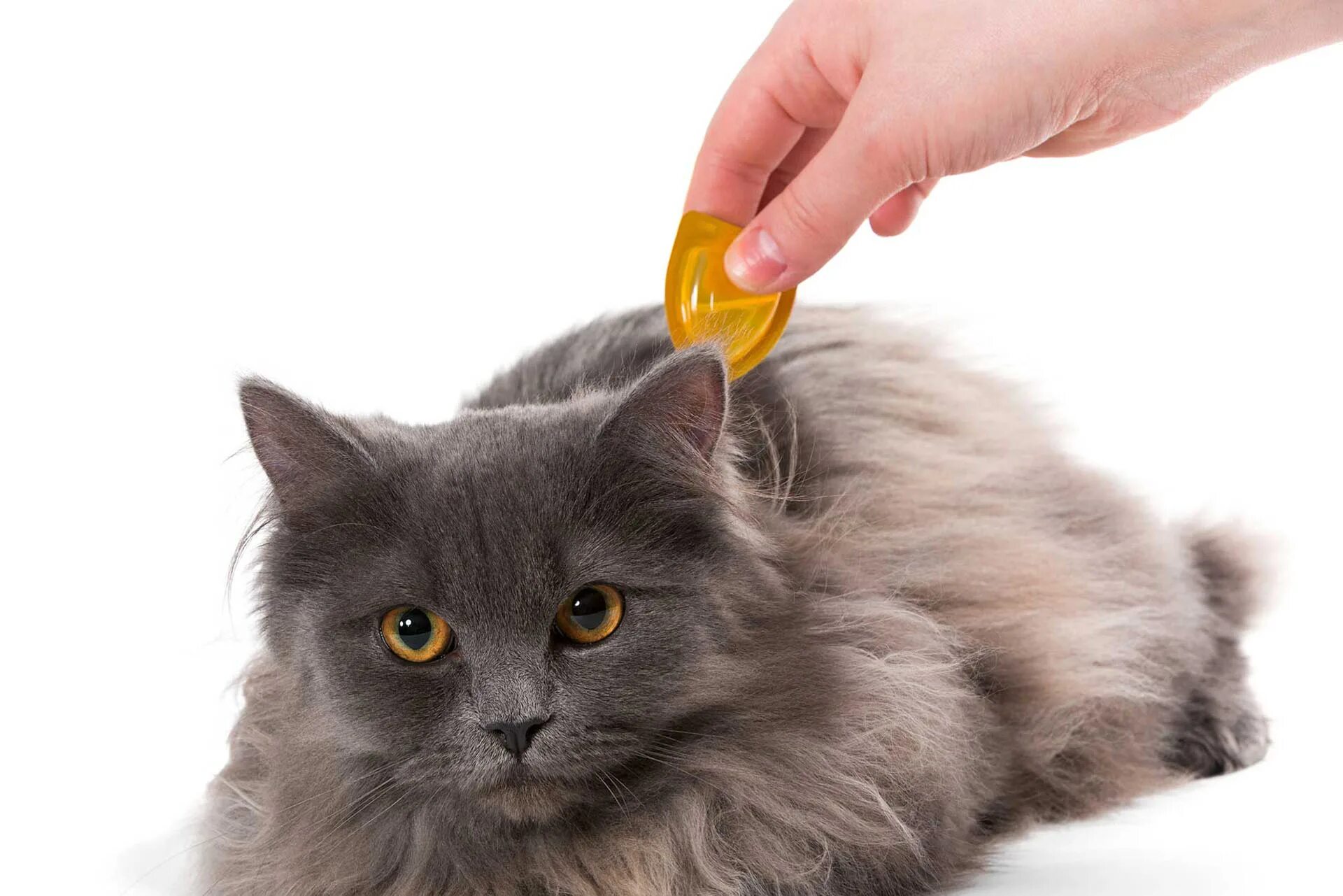 Кошки на которых нет аллергии. Кошки на которых нет аллергии