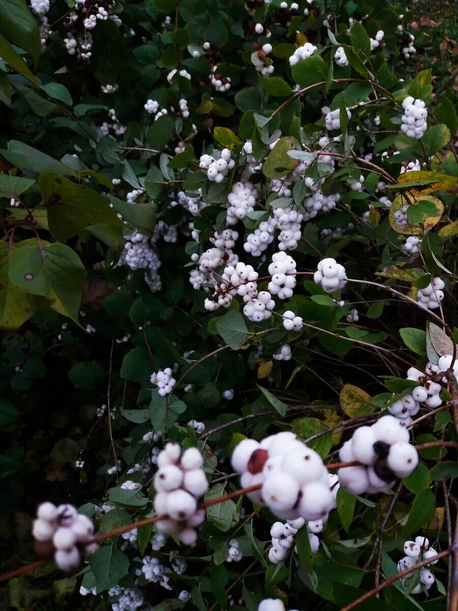 Снежноягодник белый symphoricarpos albus. Снежный кустарник фото. Снежноягодник белый. Снежноягодник черри берри. Снежный кустарник фото.